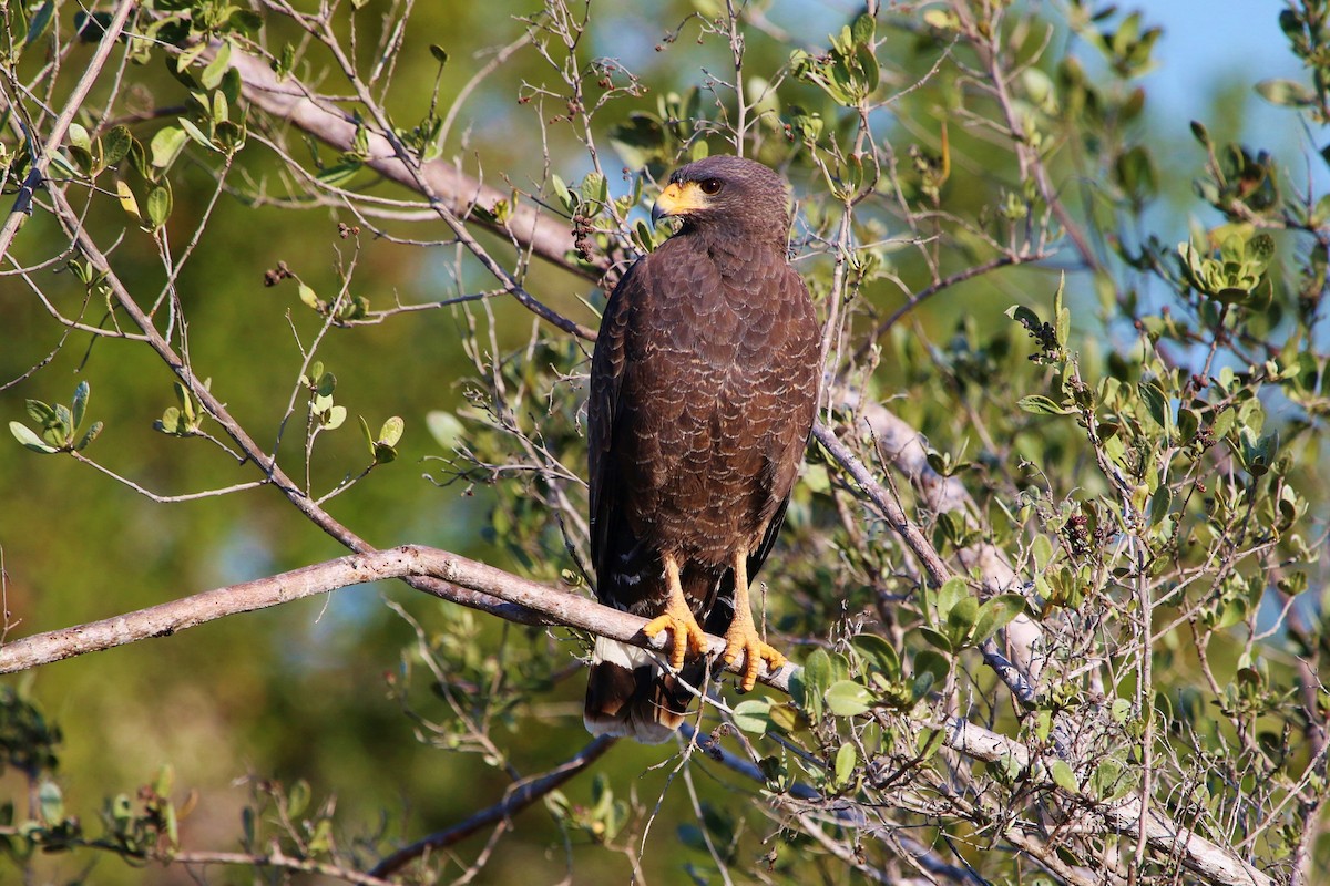 Cuban Black Hawk - ML186688241