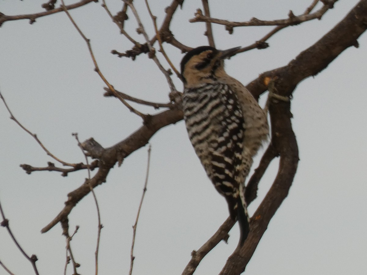 Ladder-backed Woodpecker - ML186688871