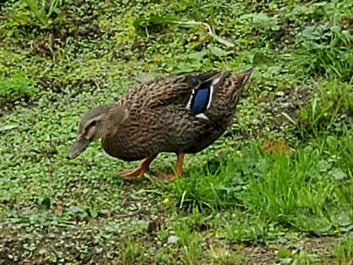 Canard colvert - ML186689201