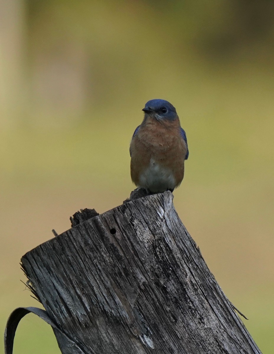 Eastern Bluebird - ML186689231