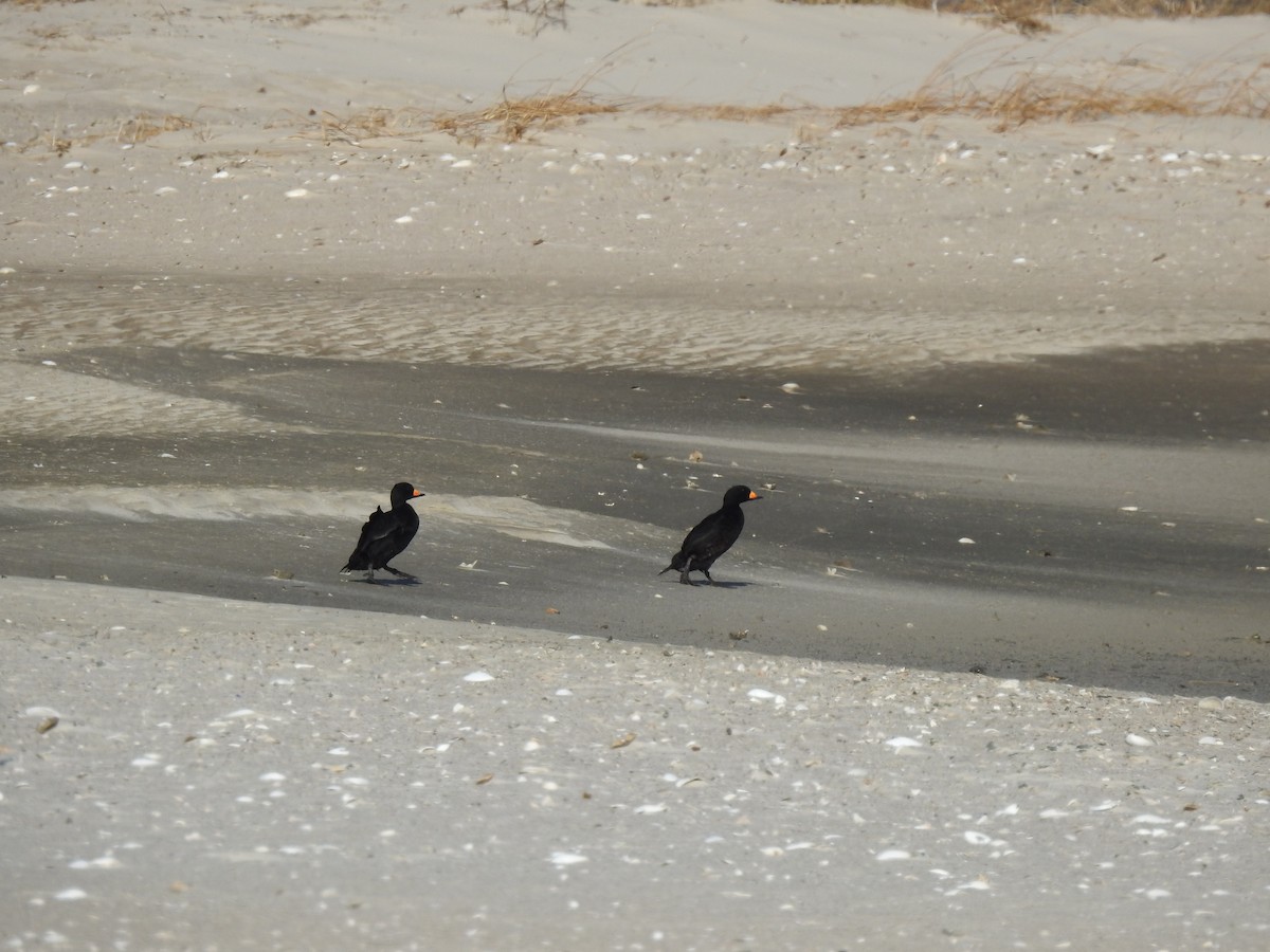 Black Scoter - Vincent Glasser