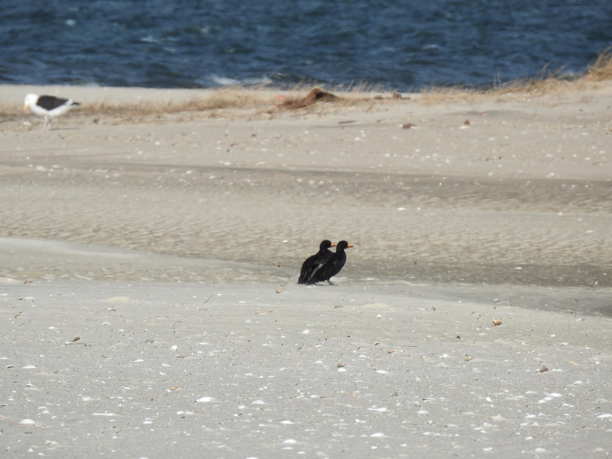 Black Scoter - Vincent Glasser