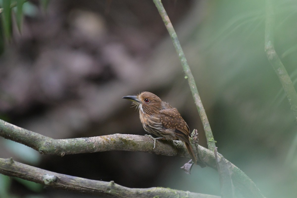 White-whiskered Puffbird - ML186690601