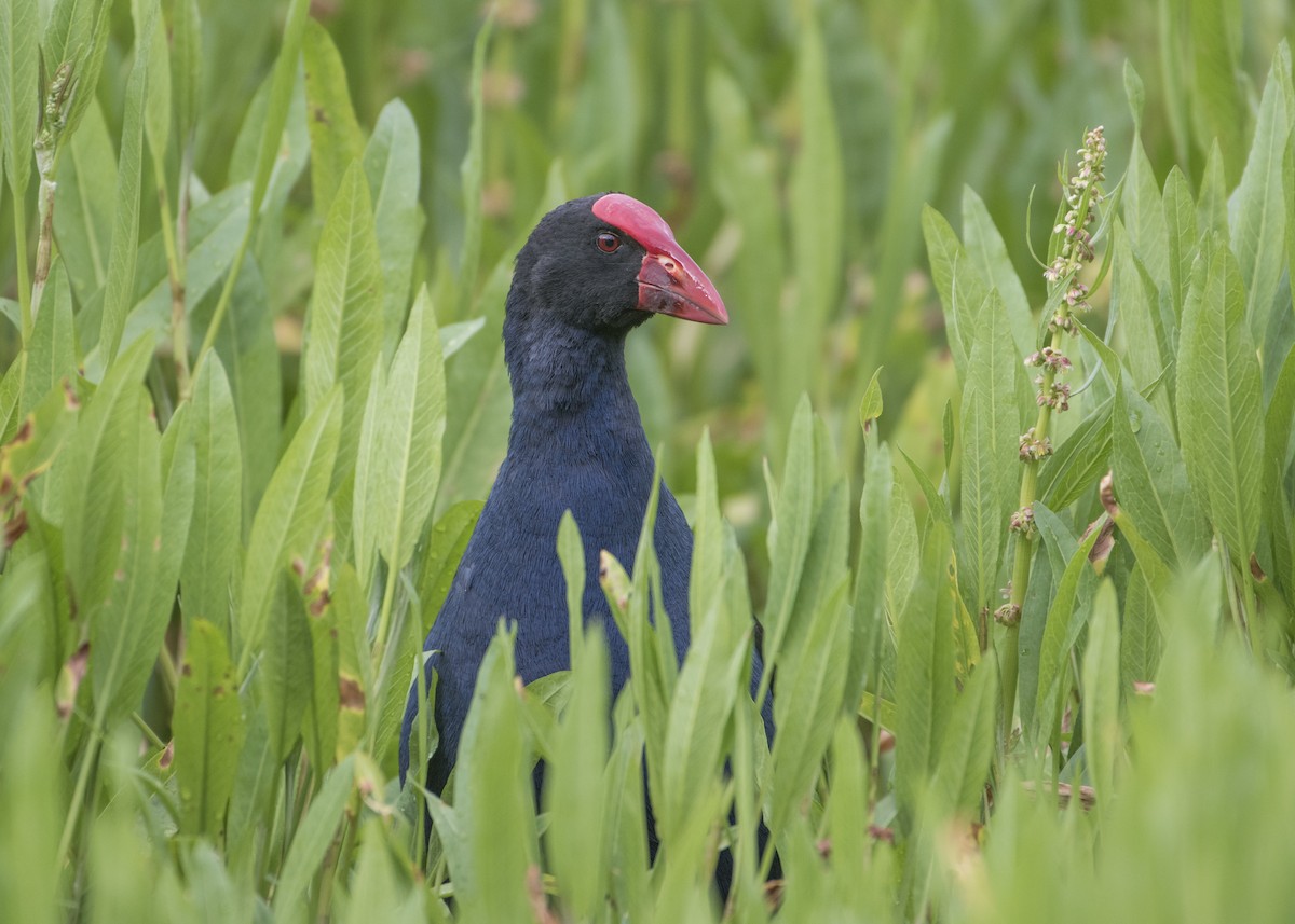 Australasian Swamphen - Lucas Brook