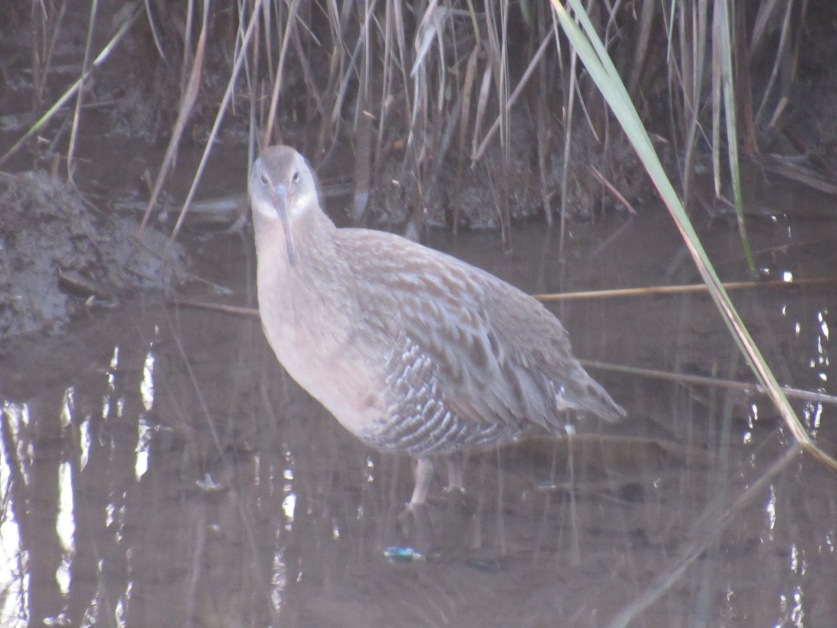 Clapper Rail - ML186691401