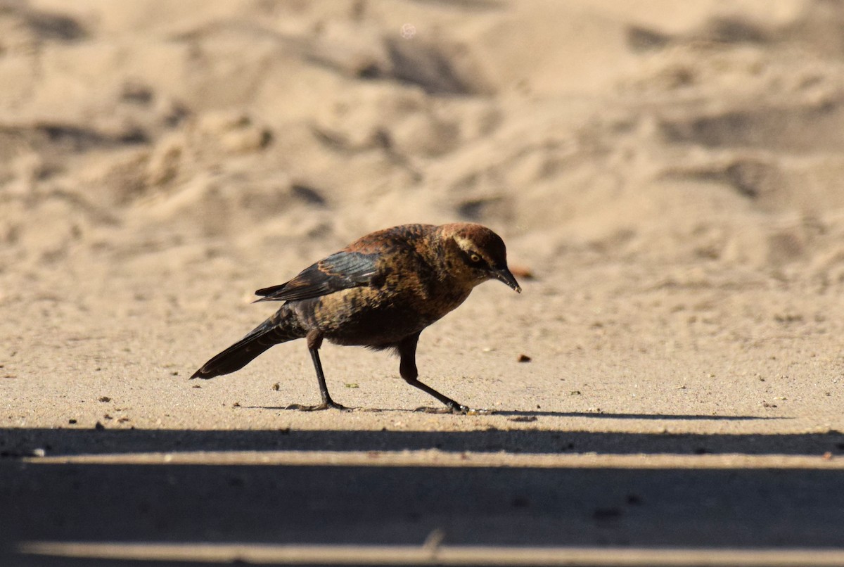 Rusty Blackbird - ML186692751