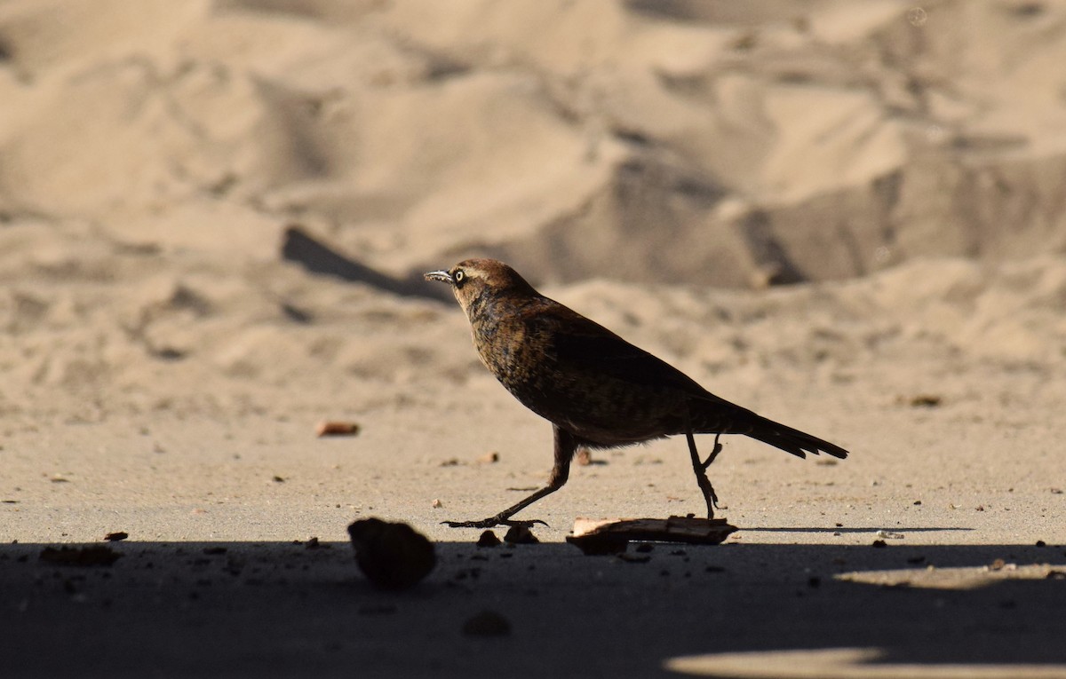 Rusty Blackbird - ML186692871