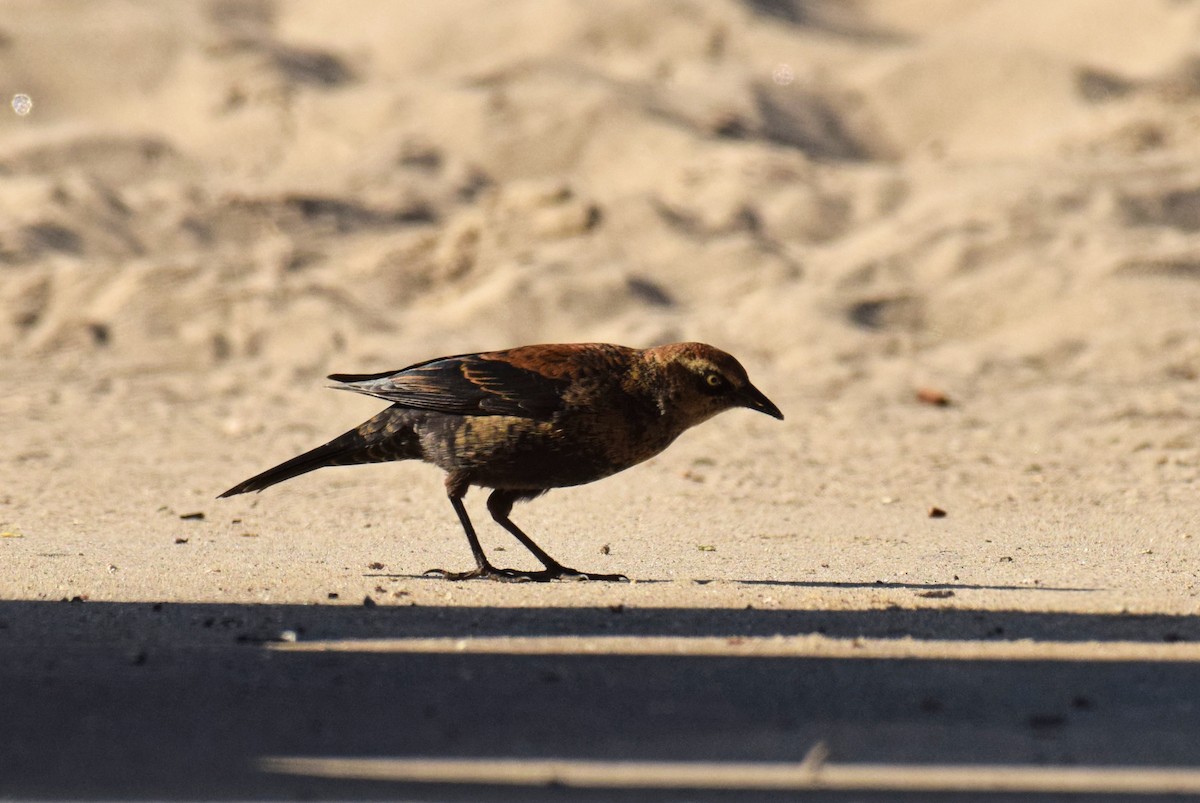 Rusty Blackbird - ML186692941