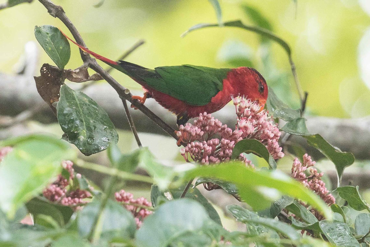 Fairy Lorikeet - Eric VanderWerf