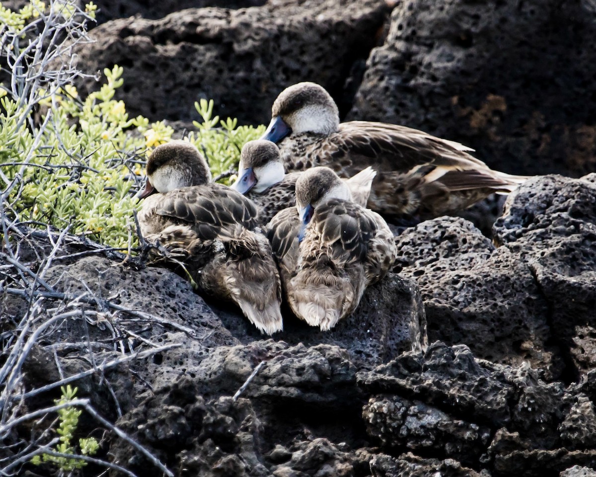 White-cheeked Pintail - ML186694031