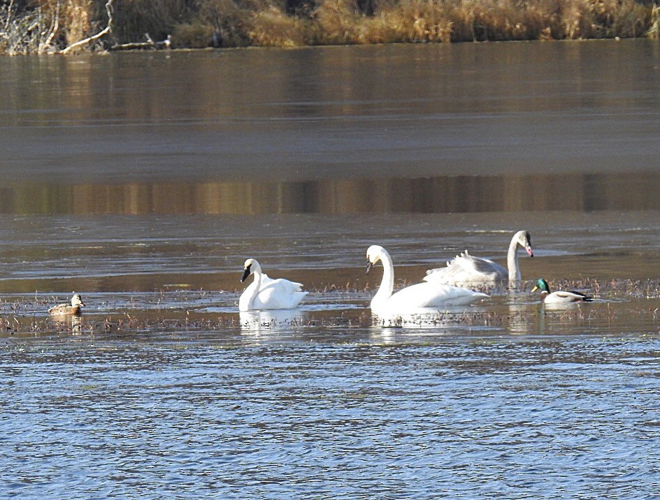 Trumpeter Swan - ML186695131