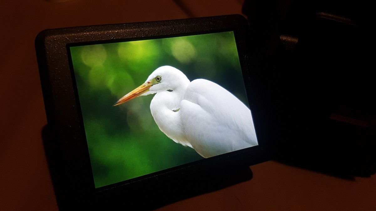 Medium Egret - Chris Clark