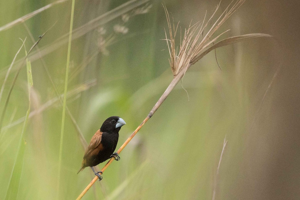 Grand Munia - Eric VanderWerf