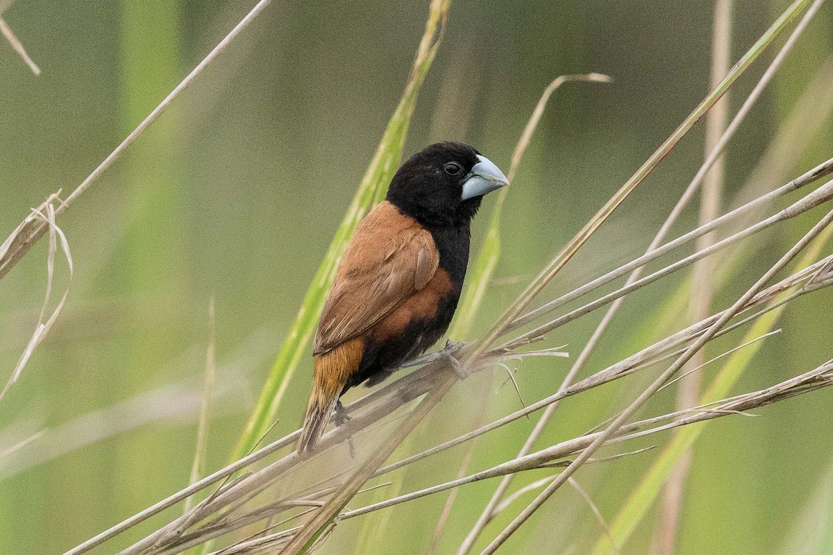 Grand Munia - Eric VanderWerf