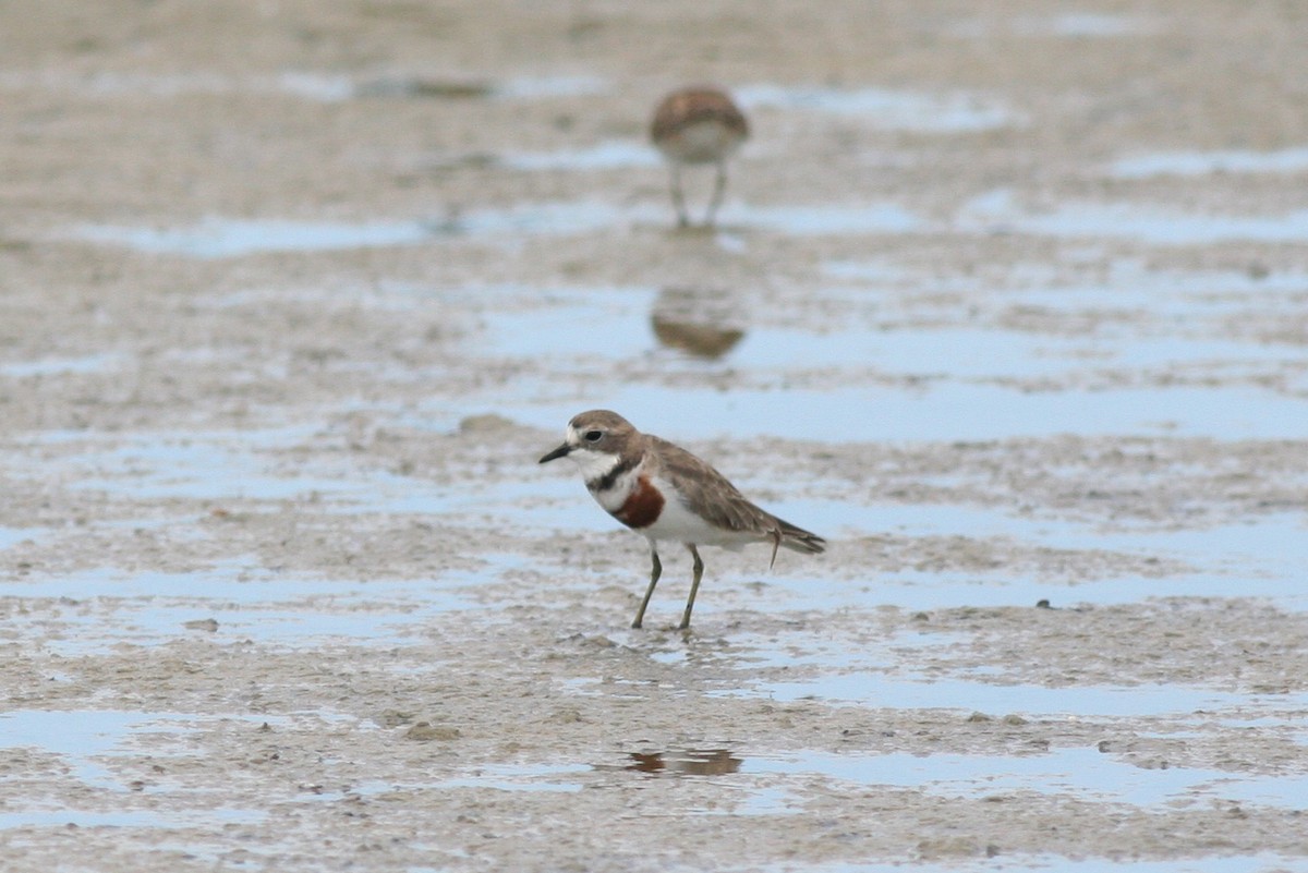Double-banded Plover - ML186699781