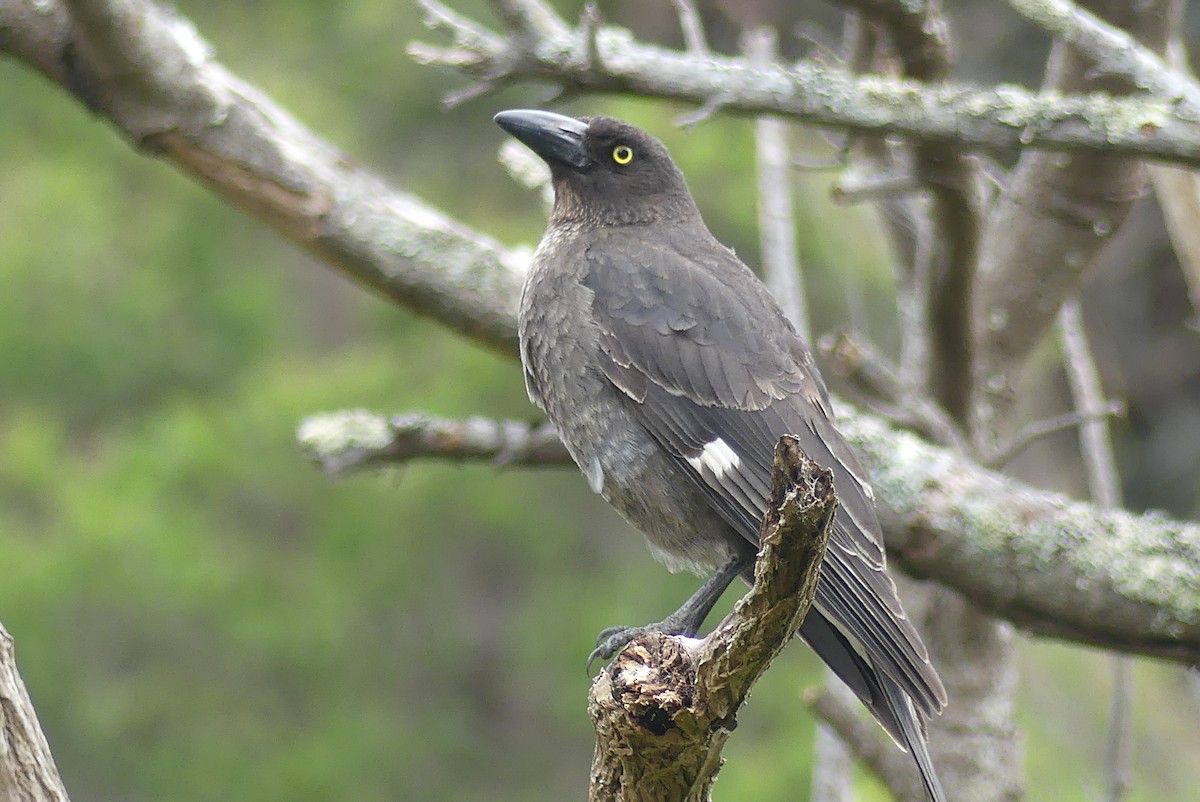 Pied Currawong - ML186700391