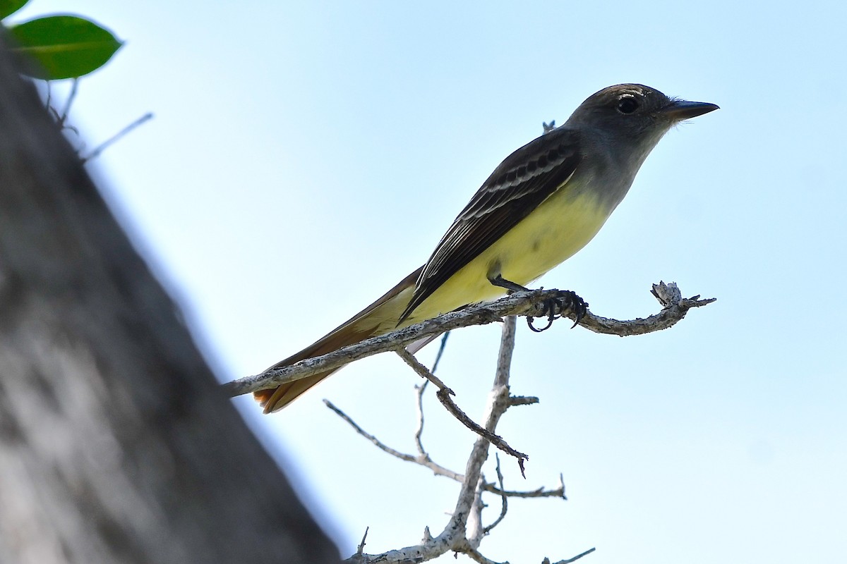 Great Crested Flycatcher - ML186701151