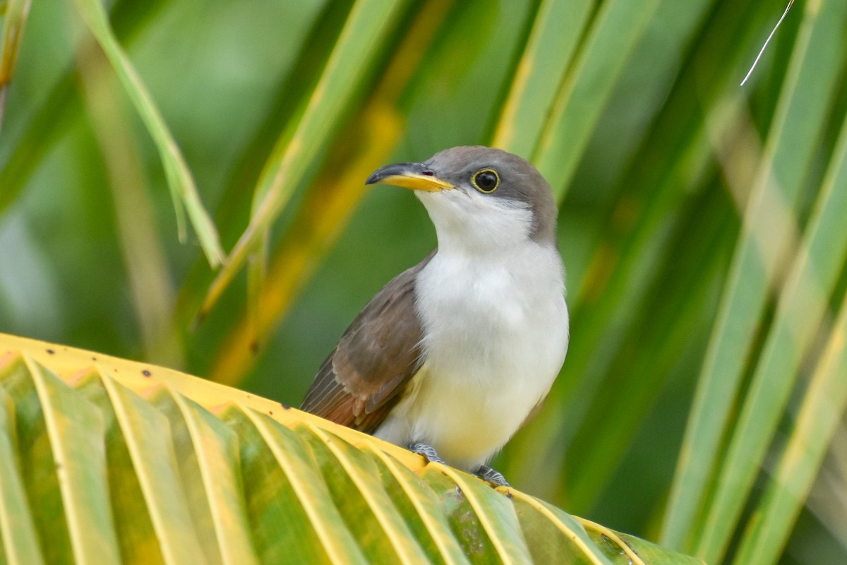 Yellow-billed Cuckoo - Marlyn Cruz