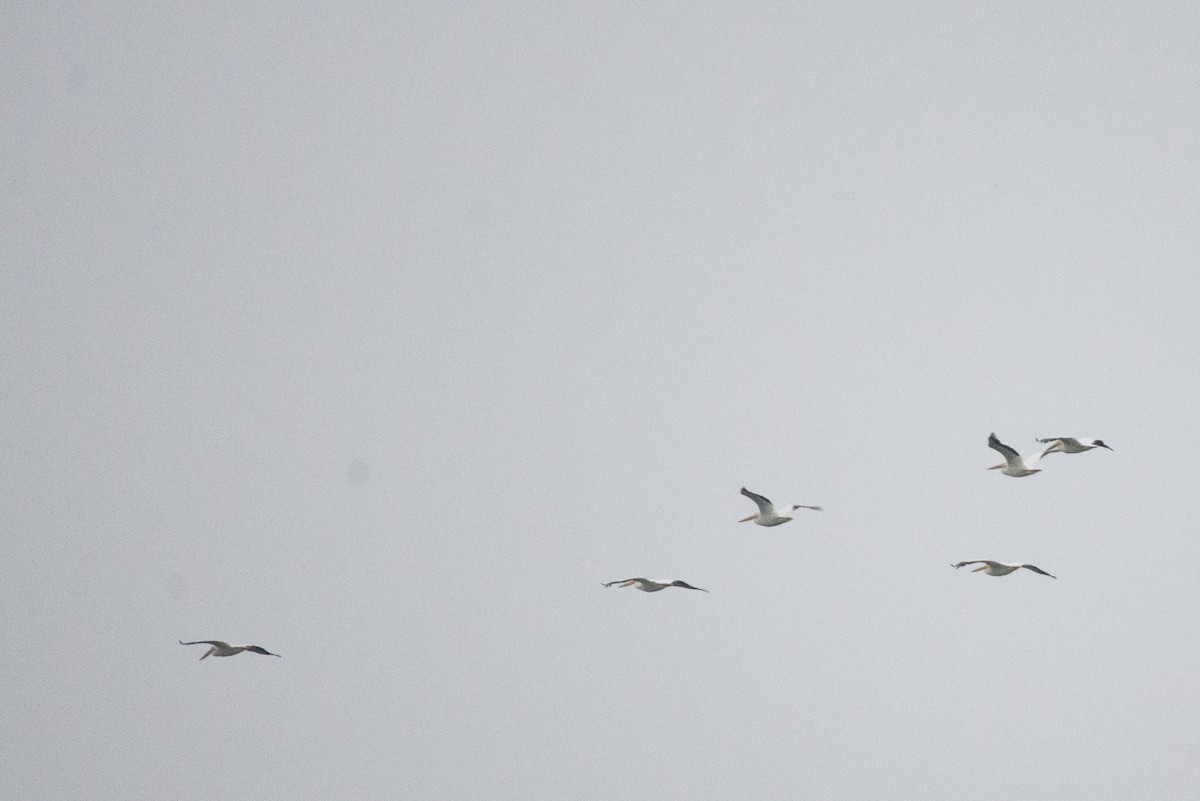 American White Pelican - ML186702141