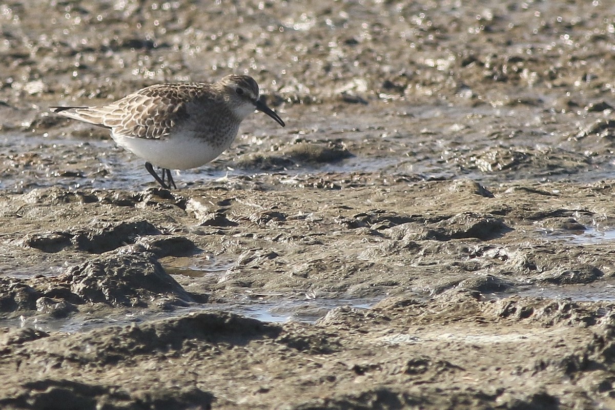 Baird's Sandpiper - ML186703021