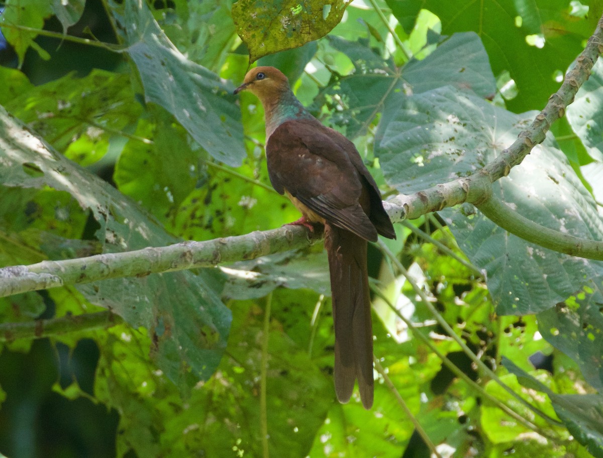 Amboyna Cuckoo-Dove - ML186704021