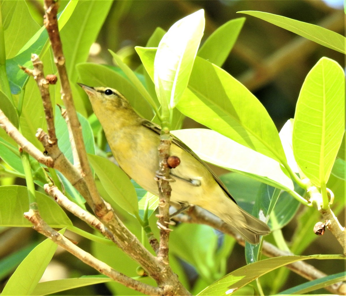 Tennessee Warbler - david gabay