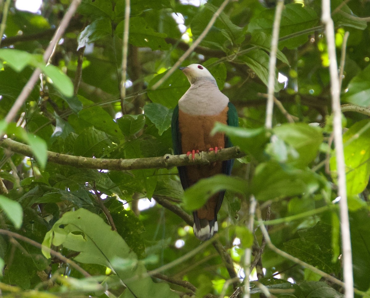 Finsch's Imperial-Pigeon - ML186704101