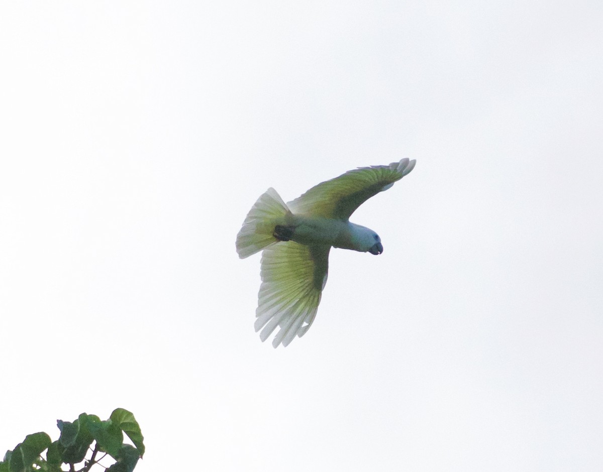 Blue-eyed Cockatoo - ML186704361