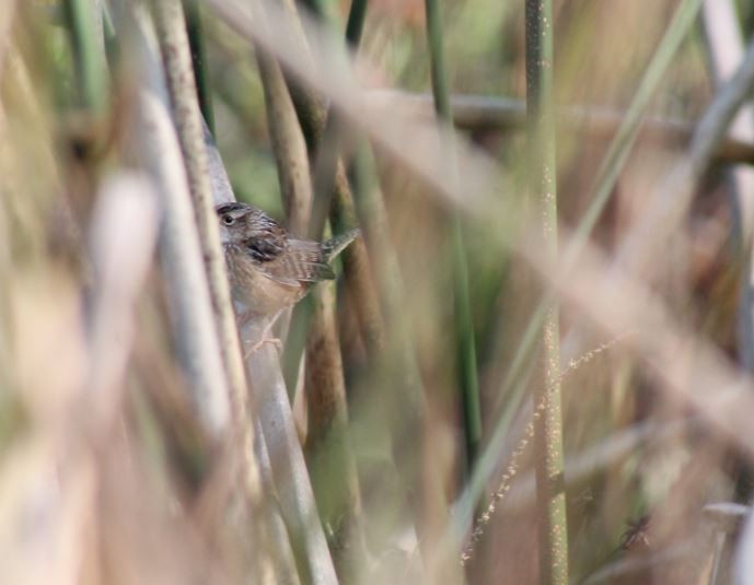 Sedge Wren - ML186705131