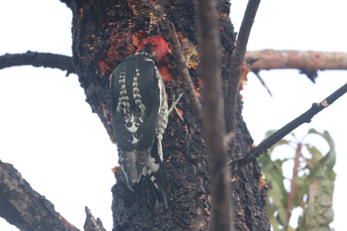 Red-breasted Sapsucker (daggetti) - ML186705161