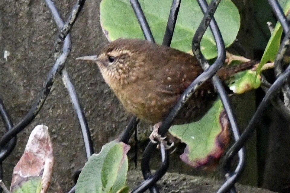 Pacific Wren - ML186706441
