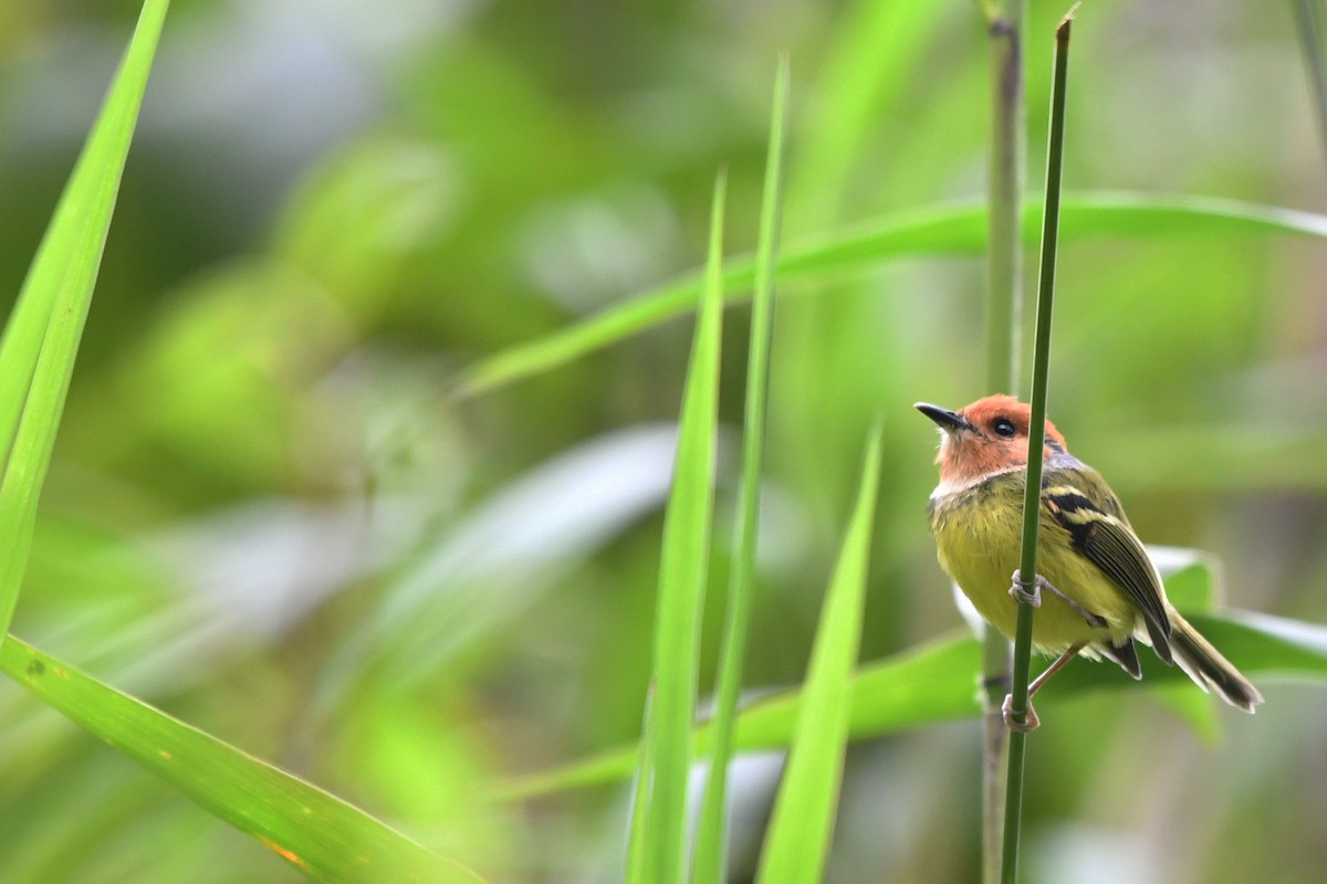 Rufous-crowned Tody-Flycatcher - ML186706851