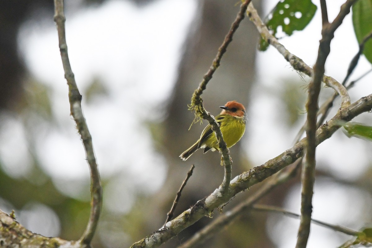 Rufous-crowned Tody-Flycatcher - ML186706861