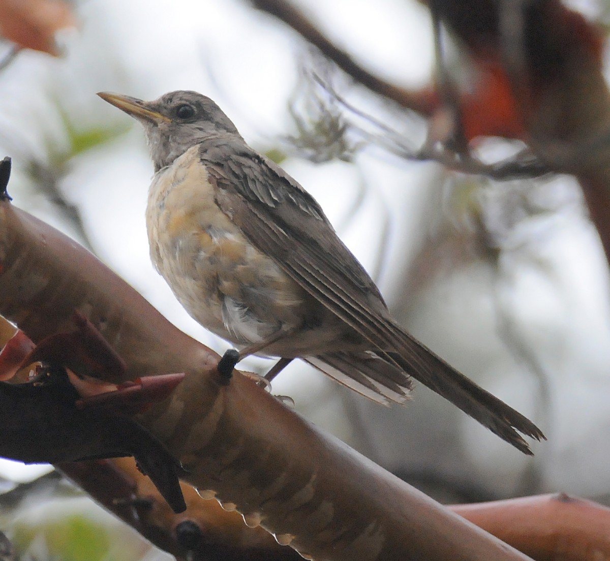 American Robin (San Lucas) - ML186708131