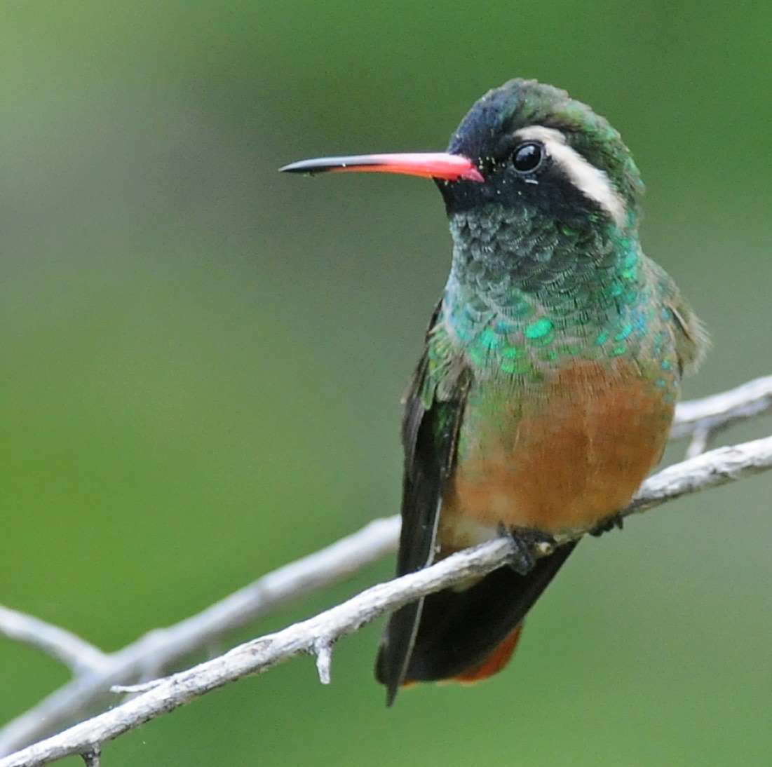 Xantus's Hummingbird - ML186708931