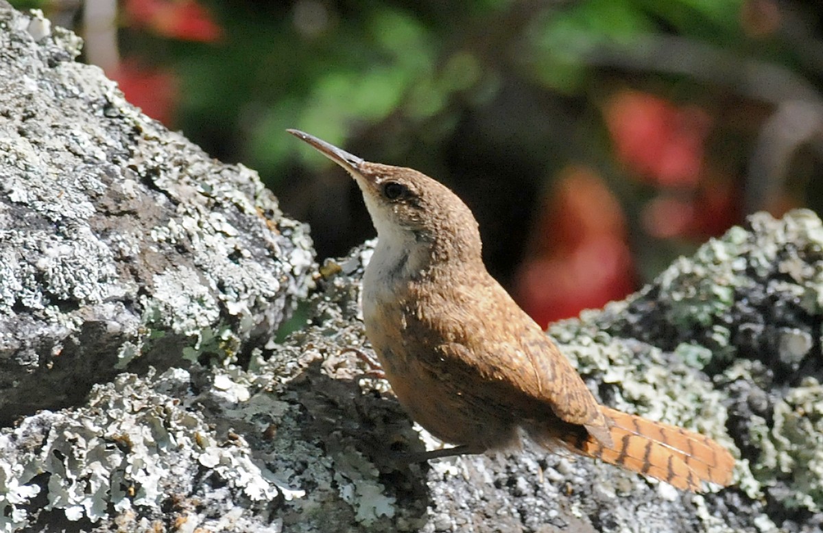 Canyon Wren - ML186710041