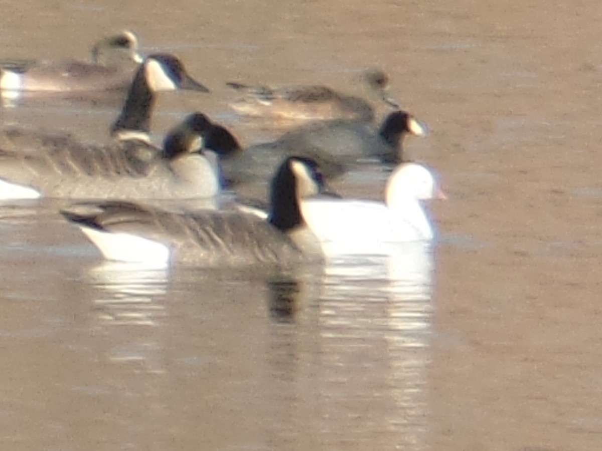 Ross's Goose - ML186711141