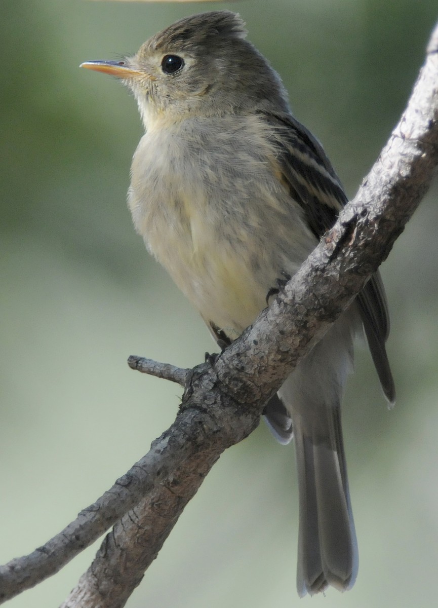 Western Flycatcher (Pacific-slope) - ML186712071