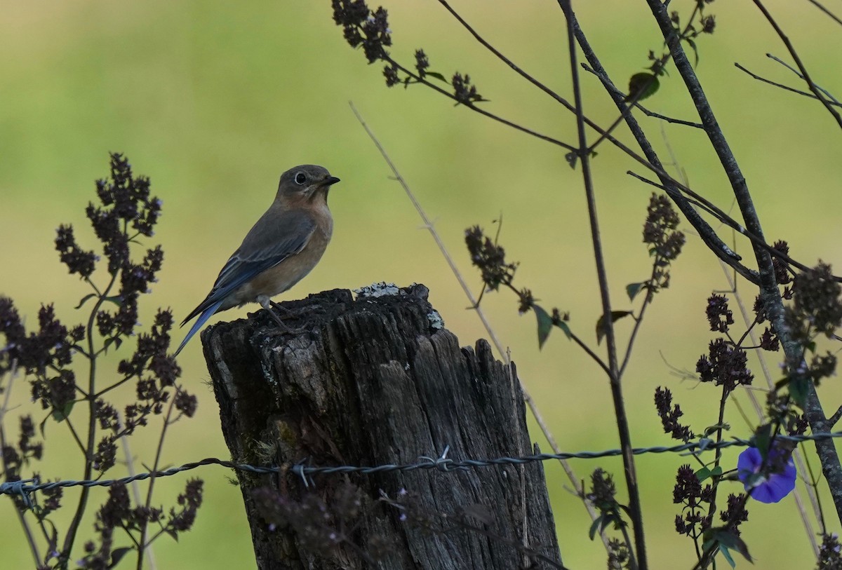 Eastern Bluebird - ML186712591