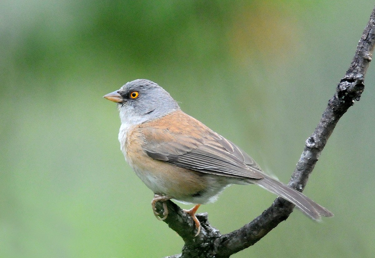 Baird's Junco - ML186713141