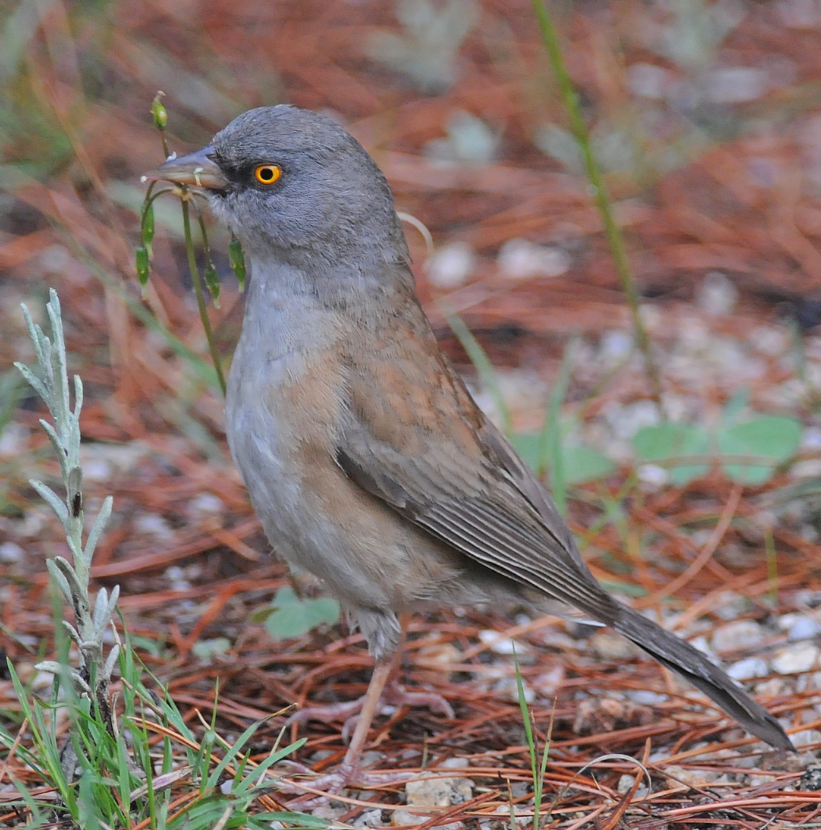 Baird's Junco - ML186713311