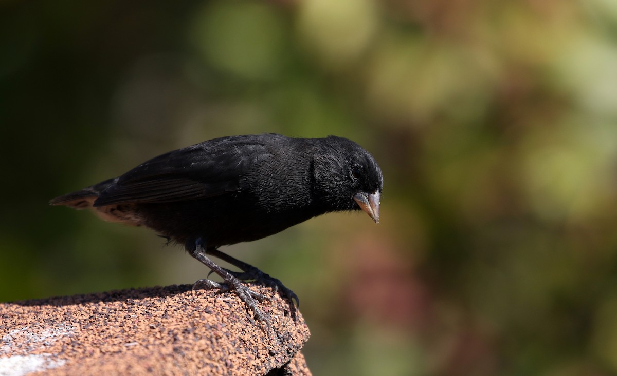 Small Ground-Finch - Jay McGowan