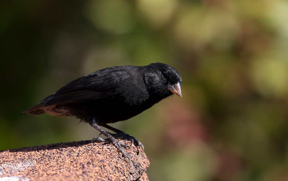 Small Ground-Finch - Jay McGowan