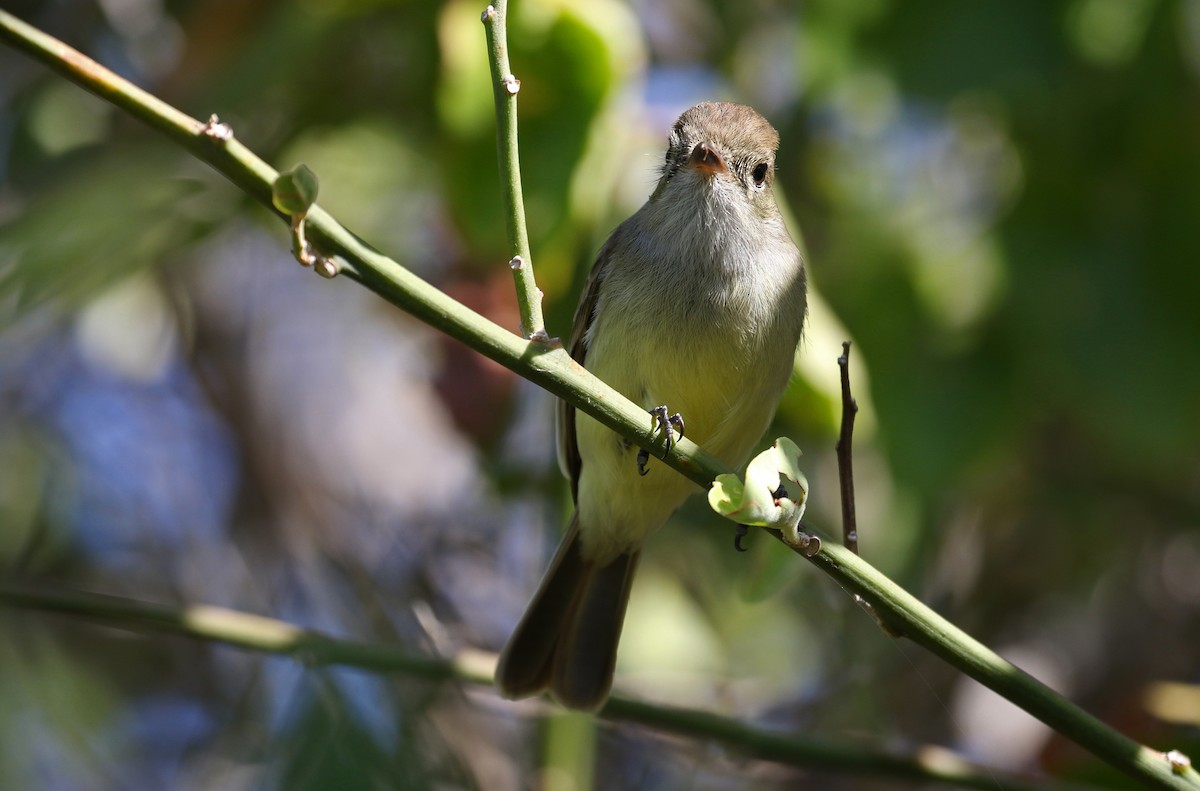 Galapagos Flycatcher - ML186714901