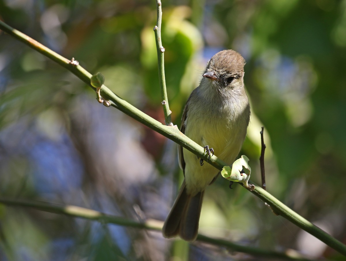 Galapagos Flycatcher - ML186714931