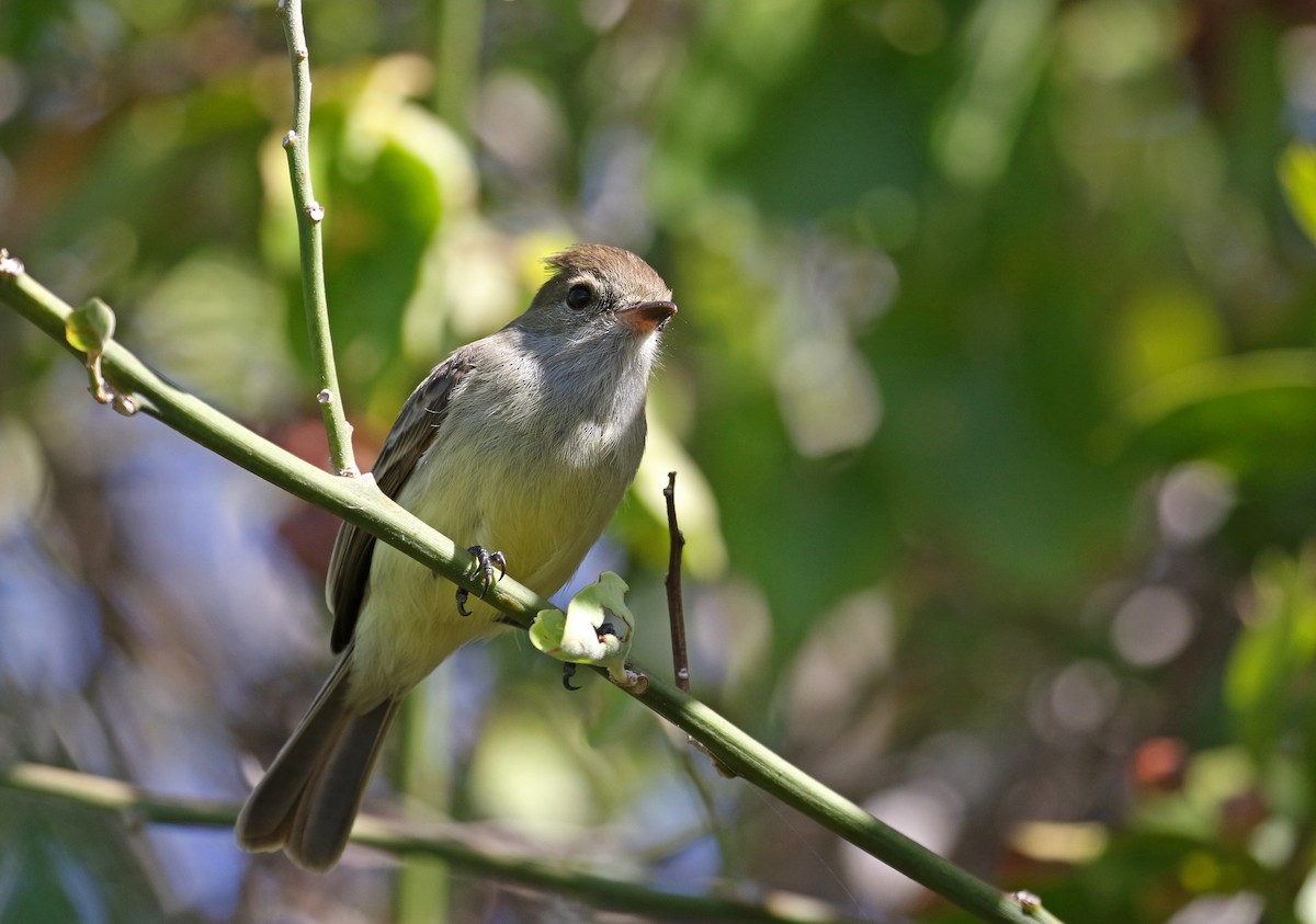 Galapagos Flycatcher - ML186715111