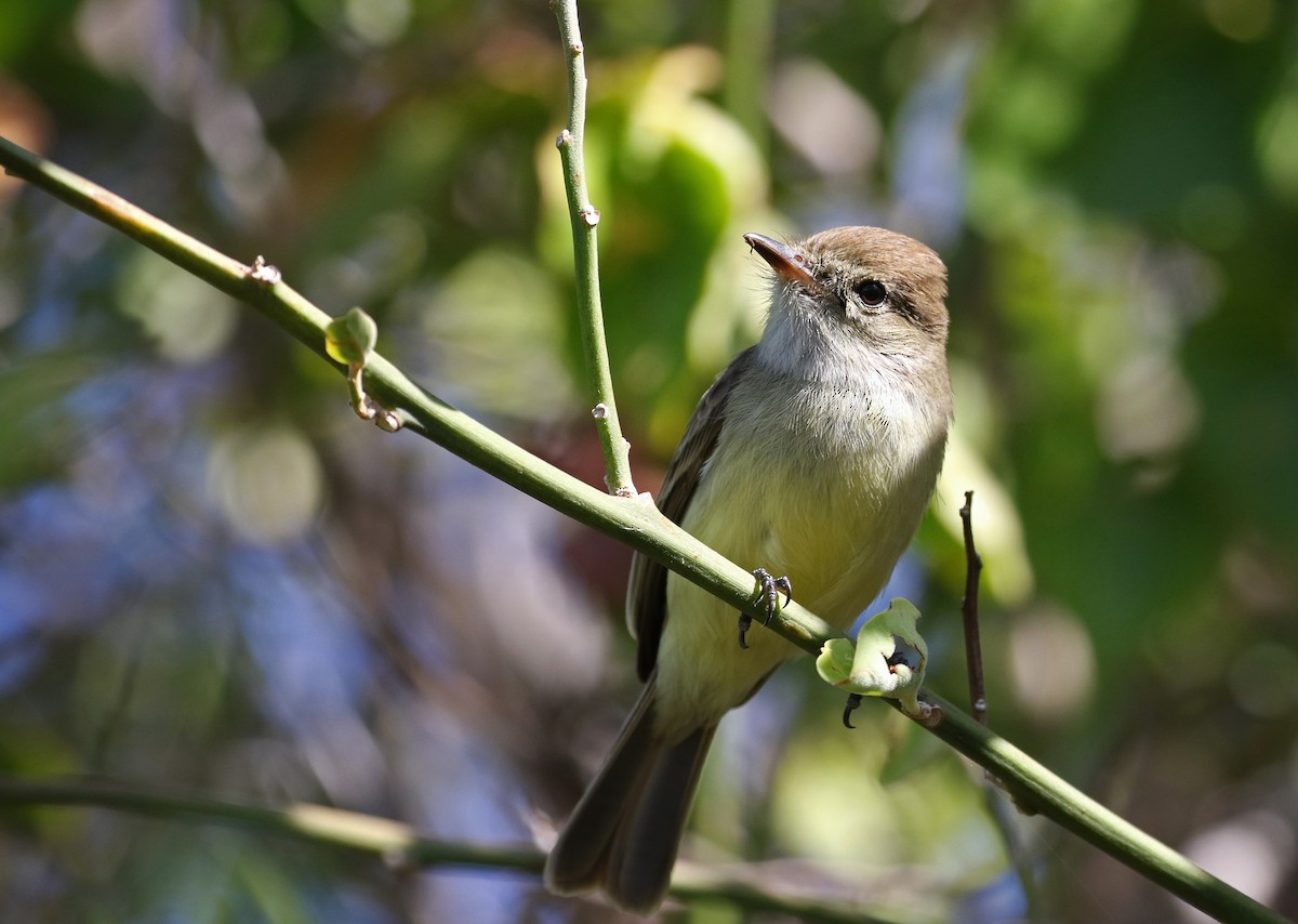 Galapagos Flycatcher - Jay McGowan