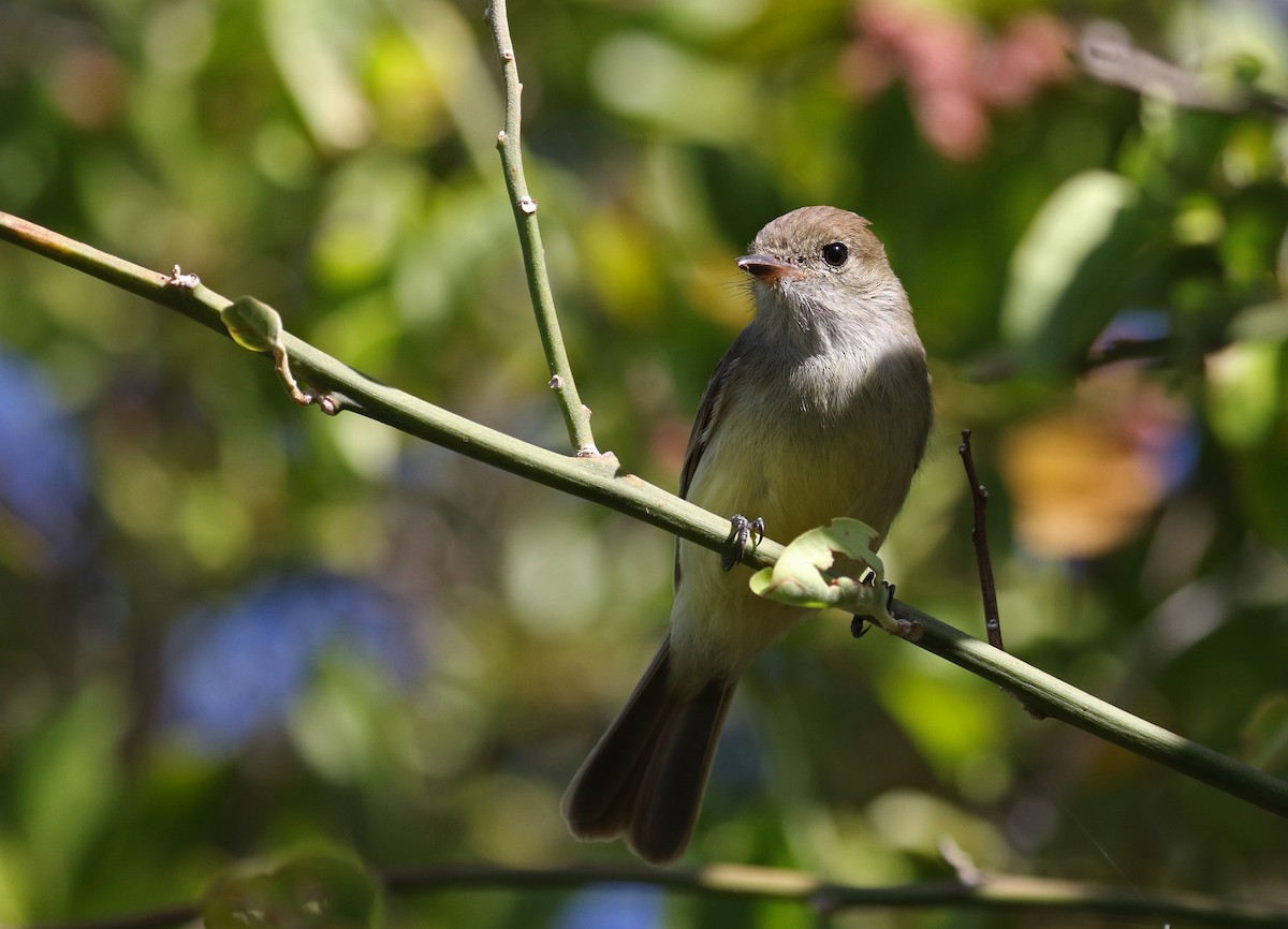 Galapagos Flycatcher - ML186715171