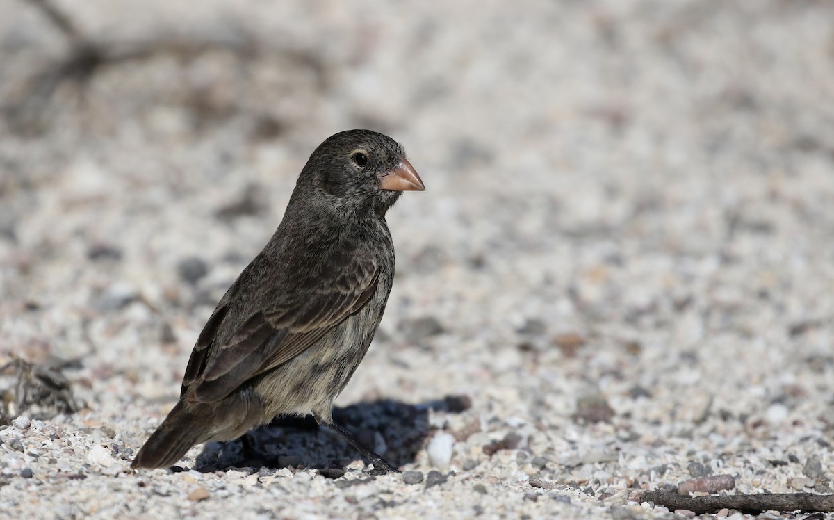 Small Ground-Finch - Jay McGowan