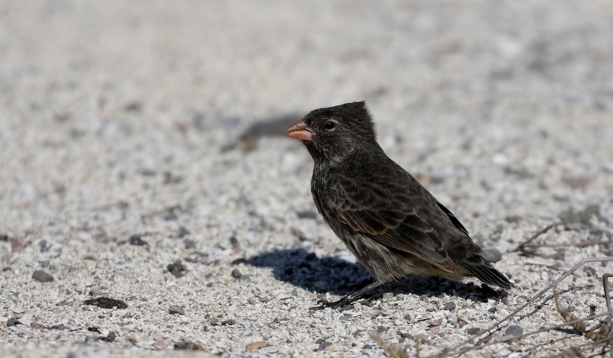 Small Ground-Finch - Jay McGowan